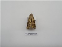 藏品(尺蛾124)的圖片